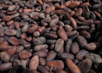 Cacao in polvere